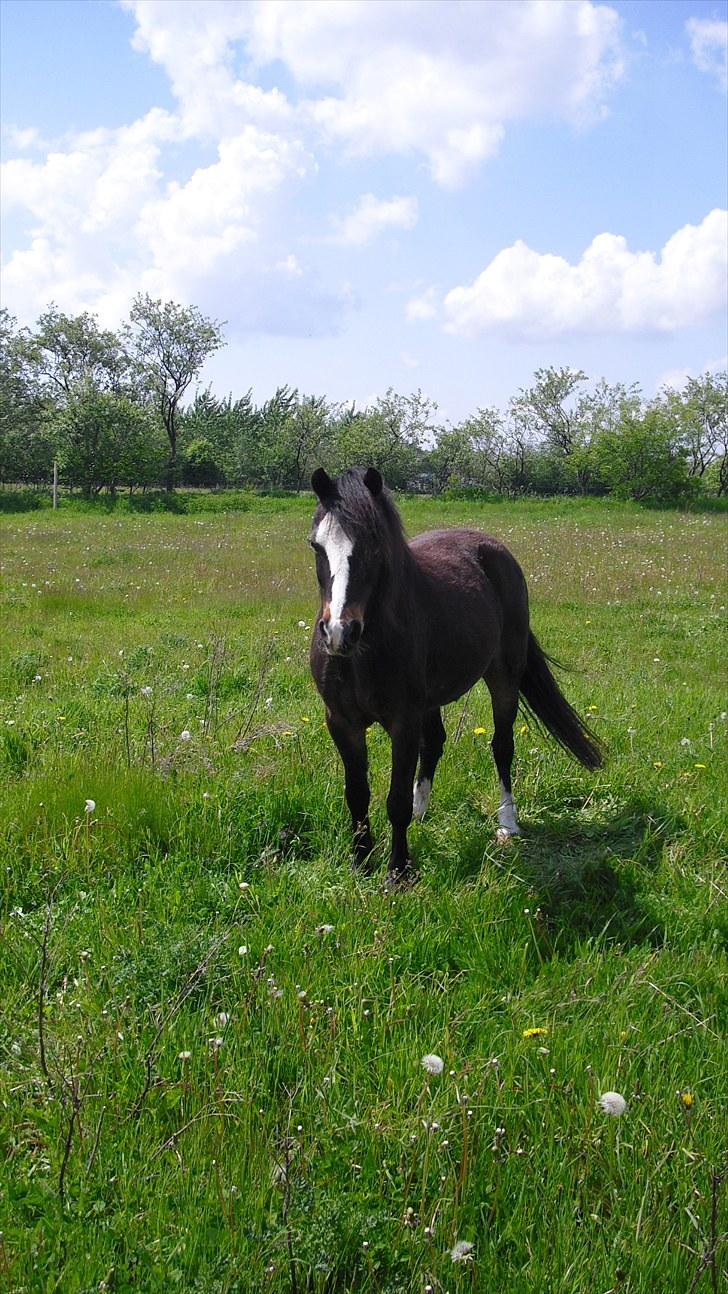 Welsh Mountain (sec A) Laban billede 17