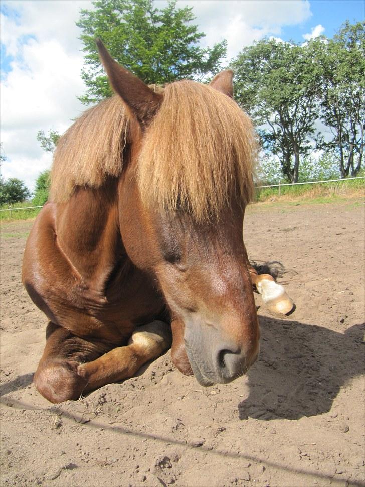 New Forest Brentebjergs 007 <33 billede 4