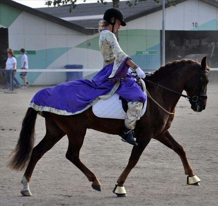 New Forest Brentebjergs 007 <33 - Til landsskuet i Herning 2010 :)  billede 5