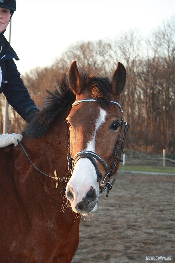 DSP Flicka * Solgt* - Velkommen til Flickas profil {L} - Fotograf: Lena K. billede 1