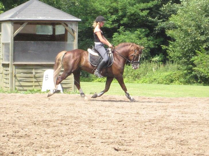 Welsh Pony af Cob-type (sec C) Maylie selwyn - hingst billede 1
