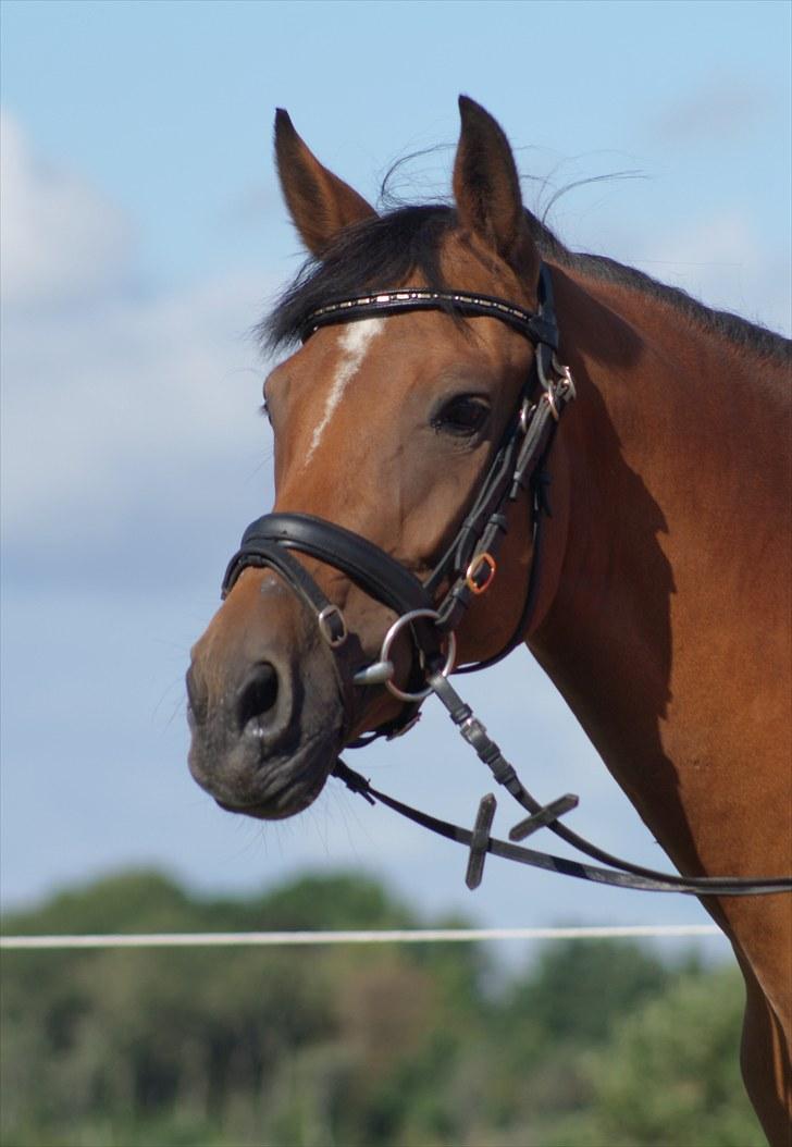 New Forest Kantje´s Wesley - Min smukke pony´s hovede<3<3 Foto: Karen Møller Pedersen. billede 4