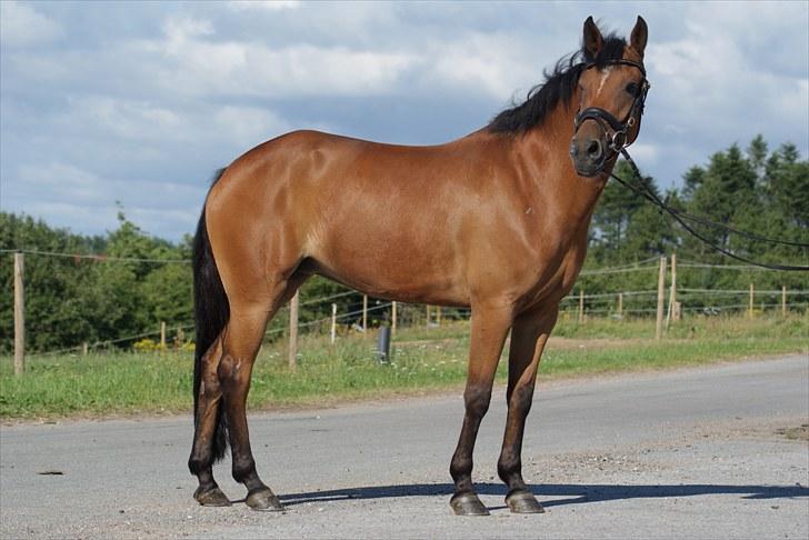 New Forest Kantje´s Wesley - Min smukke pony<3<3 Foto: Karen Møller Pedersen. billede 5