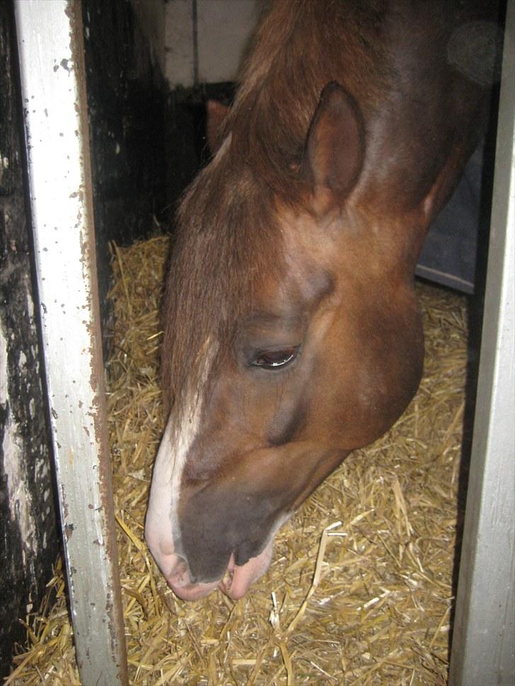 Welsh Pony af Cob-type (sec C) Maylie selwyn - hingst billede 2