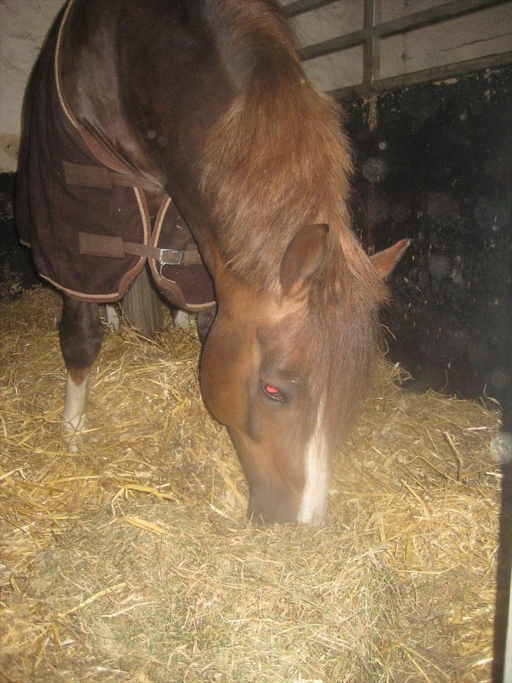 Welsh Pony af Cob-type (sec C) Maylie selwyn - hingst billede 3