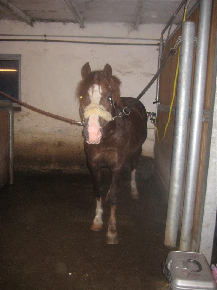 Welsh Pony af Cob-type (sec C) Maylie selwyn - hingst billede 4