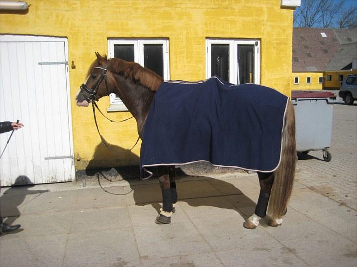 Welsh Pony af Cob-type (sec C) Maylie selwyn - hingst billede 5