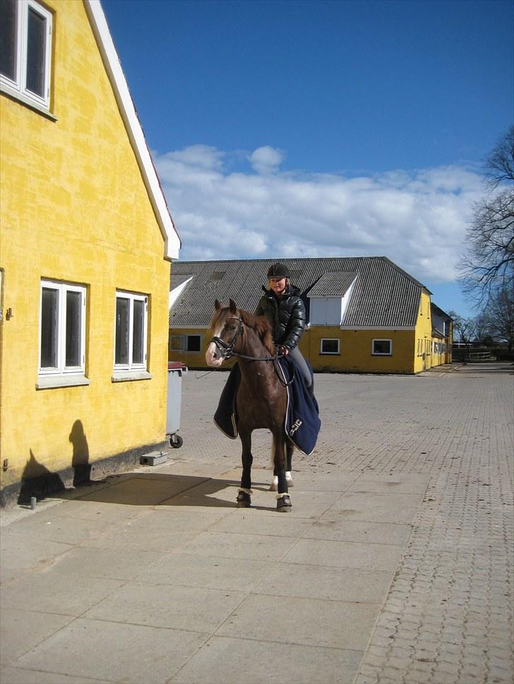 Welsh Pony af Cob-type (sec C) Maylie selwyn - hingst billede 6