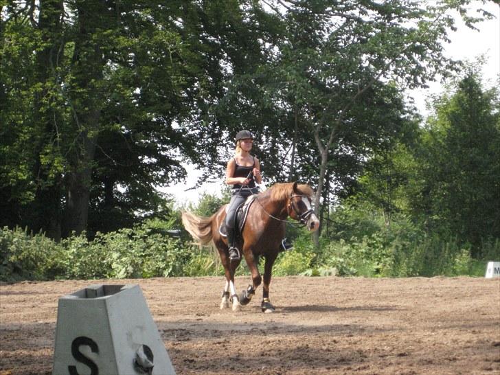 Welsh Pony af Cob-type (sec C) Maylie selwyn - hingst billede 7