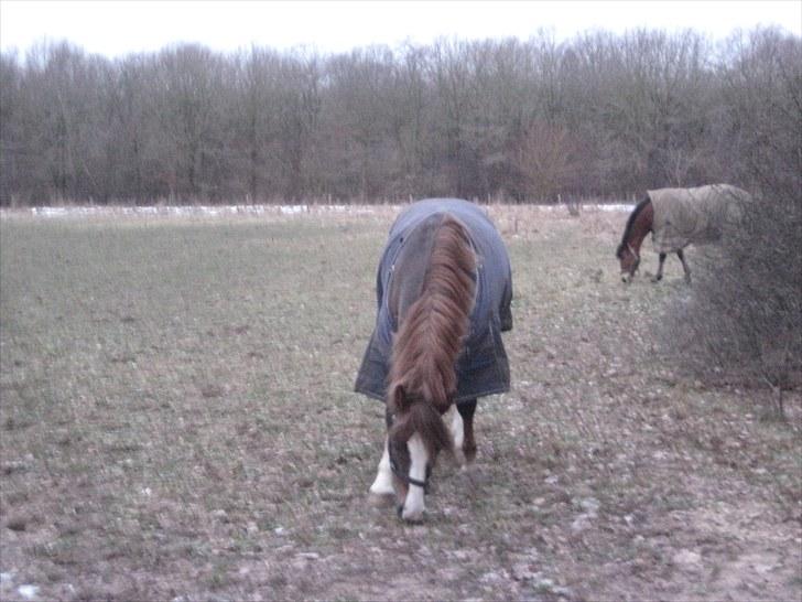 Welsh Pony af Cob-type (sec C) Maylie selwyn - hingst billede 8