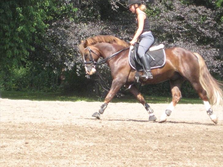 Welsh Pony af Cob-type (sec C) Maylie selwyn - hingst - ved at varme op til undervisning. :-) billede 9