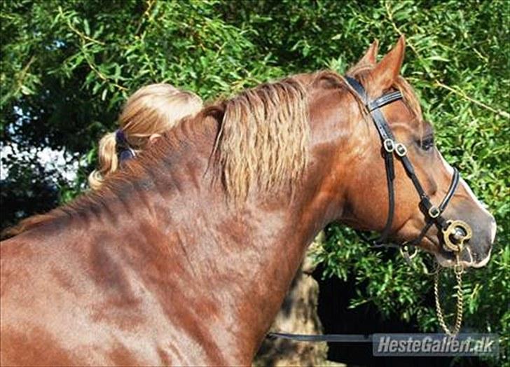 Welsh Pony af Cob-type (sec C) Maylie selwyn - hingst billede 10