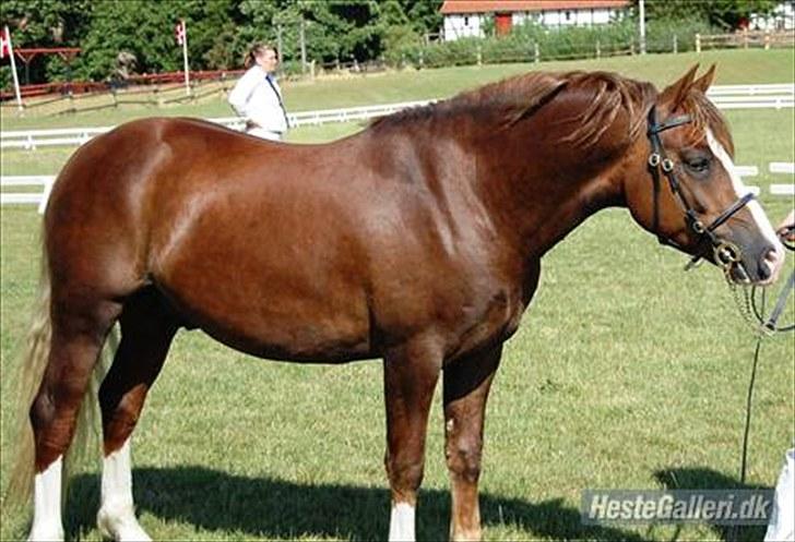 Welsh Pony af Cob-type (sec C) Maylie selwyn - hingst billede 12