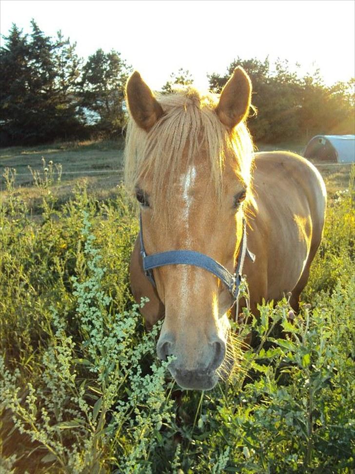 Anden særlig race Cassa - hun er så køn:-) billede 1