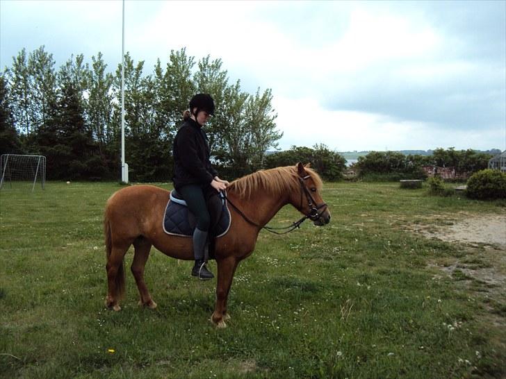 Anden særlig race Cassa - på græsplænen billede 3