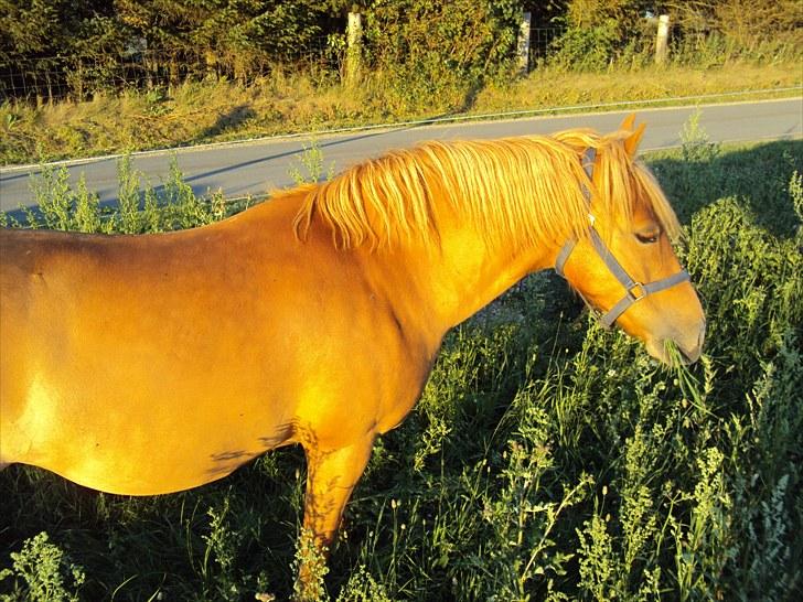 Anden særlig race Cassa - solen er lige ind men den frem hæver hendes farve billede 5