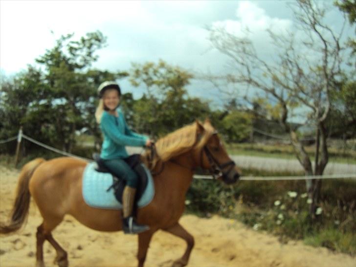 Anden særlig race Cassa - min lillesøster rider billede 6