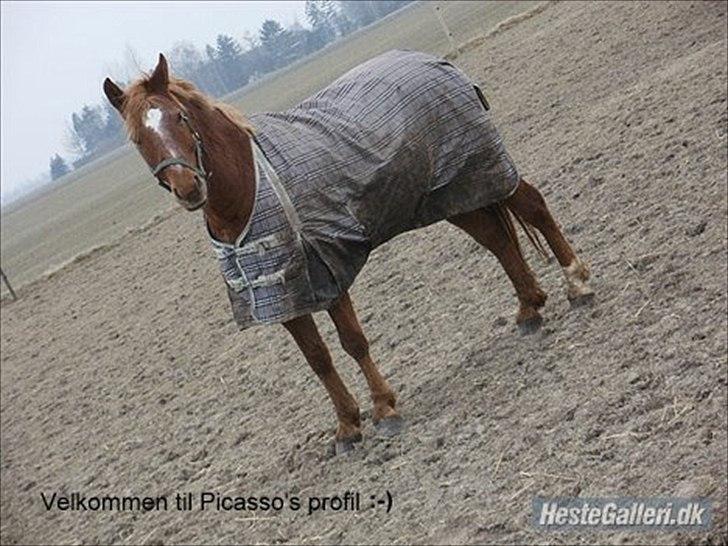 Anden særlig race Picasso billede 1