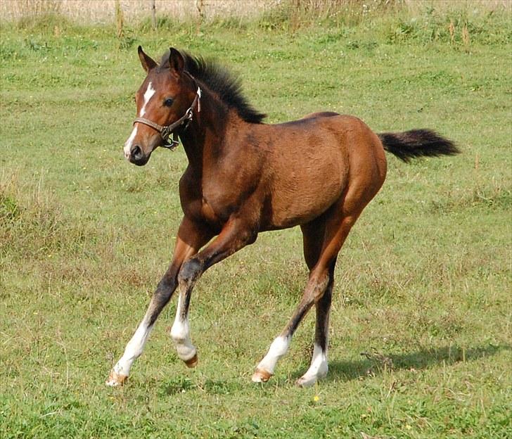 Anden særlig race Lykkebo's Athena - Athena 3 måneder gammel billede 5