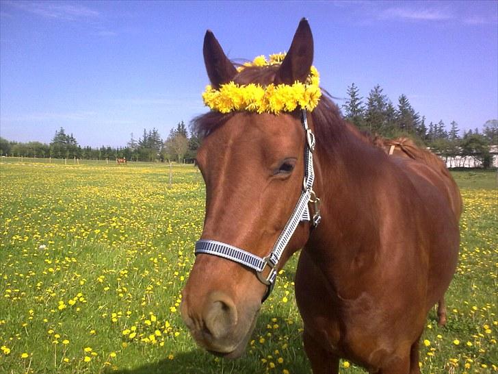 Anden særlig race Miss Anastacia<3  'solgt' :'( - en rigtig sommerdag. B) billede 12