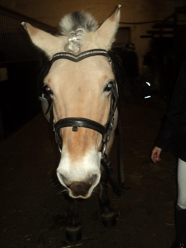 Anden særlig race Lucky<3 - så skal vi ind og opvarme til halloweenstævne:P billede 6