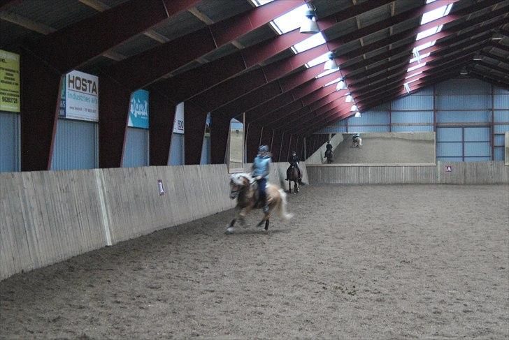 Haflinger Hafferlaffen  - janni og laffe til undervisning ved mads rom i hjallerup billede 11