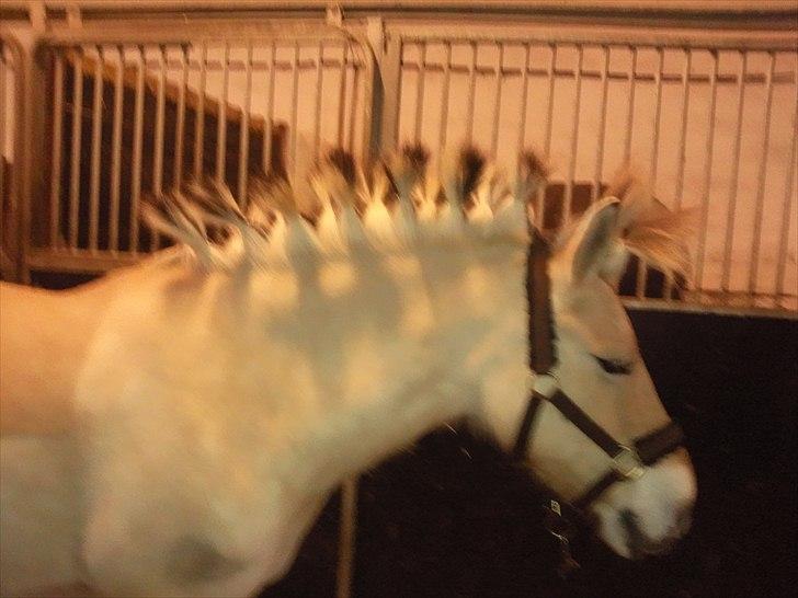 Anden særlig race Lucky<3 - fine lucky(; <3 billede 7