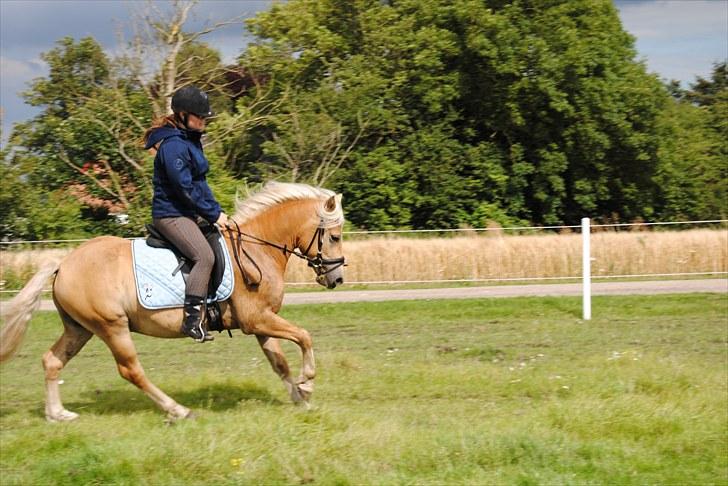 Haflinger Hafferlaffen  - janni og laffe rider dressur 2010  billede 12
