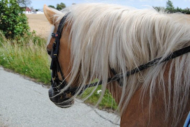 Haflinger Hafferlaffen  billede 13