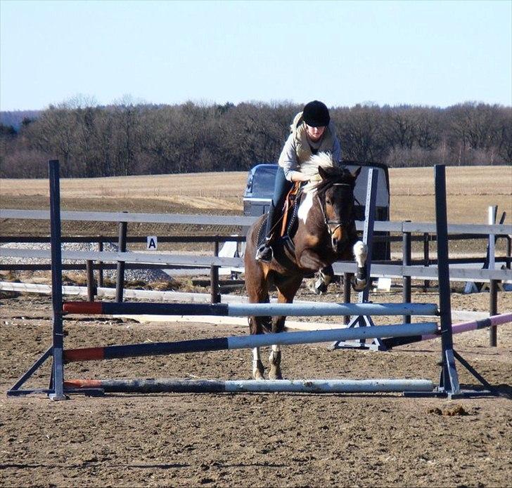 Anden særlig race *Vedhaugegårds High Five* SOLGT - :D billede 7