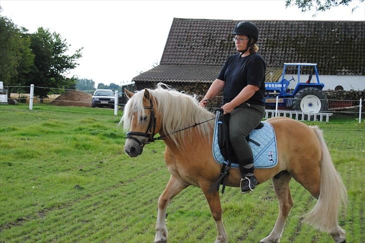 Haflinger Hafferlaffen  - mig og laffe´ billede 14