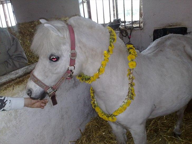 Shetlænder Lonnie - mig og en af mine venner havede lavet en mælkebøtte krens billede 2