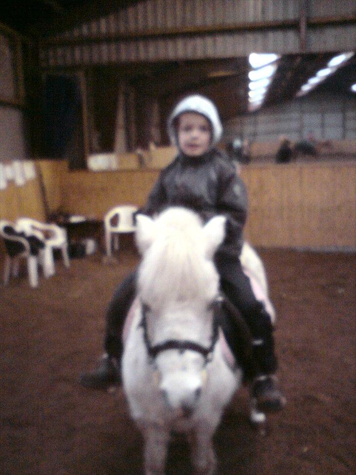 Shetlænder Lonnie - ;) billede 3