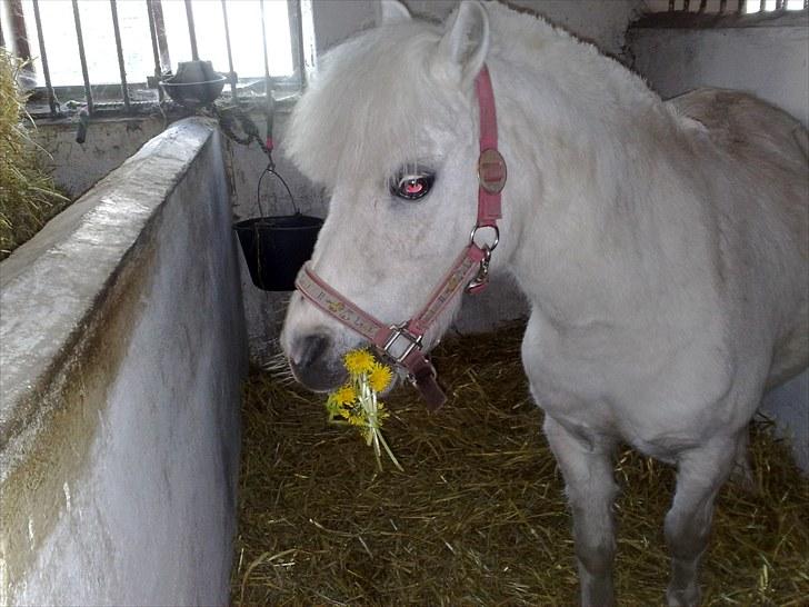 Shetlænder Lonnie billede 4