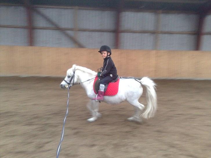 Shetlænder Lonnie - Nicklas får undervisning billede 5