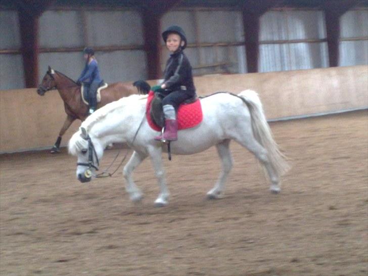 Shetlænder Lonnie - Nicklas skriter af billede 6