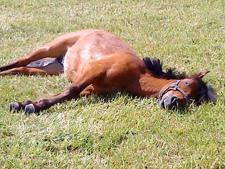 Anden særlig race Gavnbogårds Asterix - Puuh det jo varmt, tager mig en lur. Sommeren 09. billede 6
