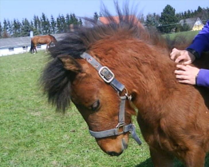Anden særlig race Gavnbogårds Asterix - 0år billede 2