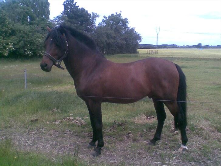 Anden særlig race Gavnbogårds Asterix - Asterix´ far Luckas billede 15