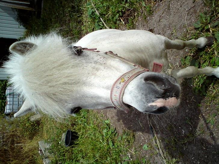 Shetlænder Lonnie - Nåår hvor er hun sød billede 7
