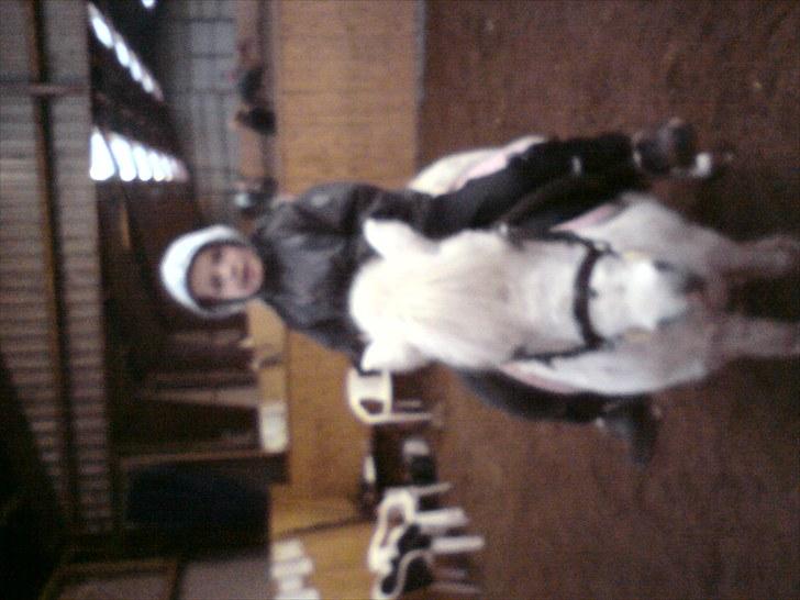 Shetlænder Lonnie - :) billede 8