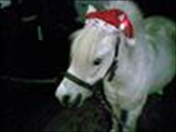 Shetlænder Lonnie - Lonnie til jul billede 9