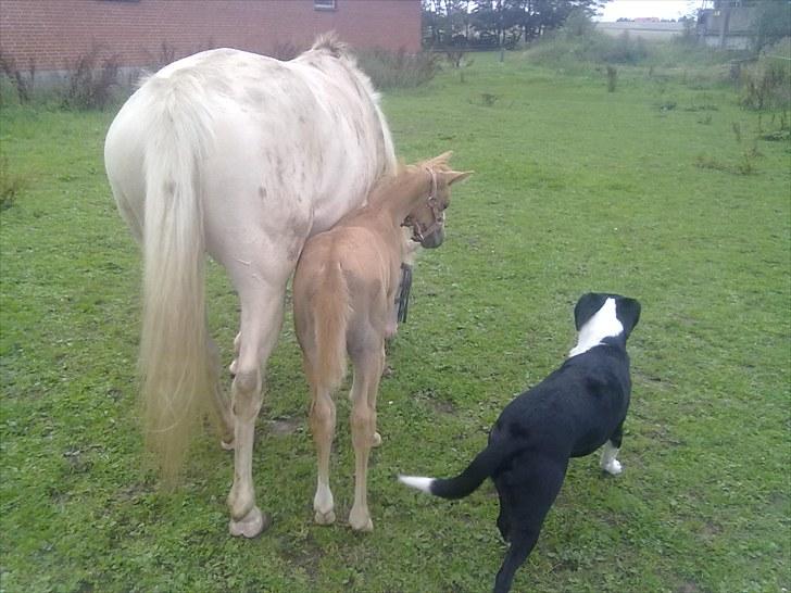Palomino Golden Miss Honey solg - mor se lige den farlige hund billede 15