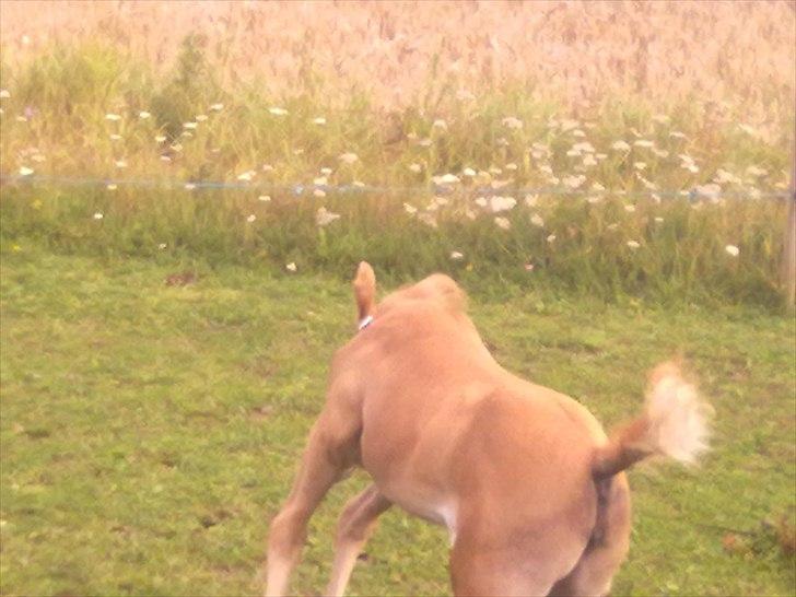 Palomino Golden Miss Honey solg - se hvad jeg kan billede 16