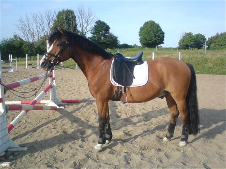 New Forest Oliver - Efter en spring time. :D billede 1