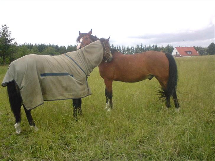 New Forest Oliver - Oliver og Makenzy på sommergræs 08 billede 3