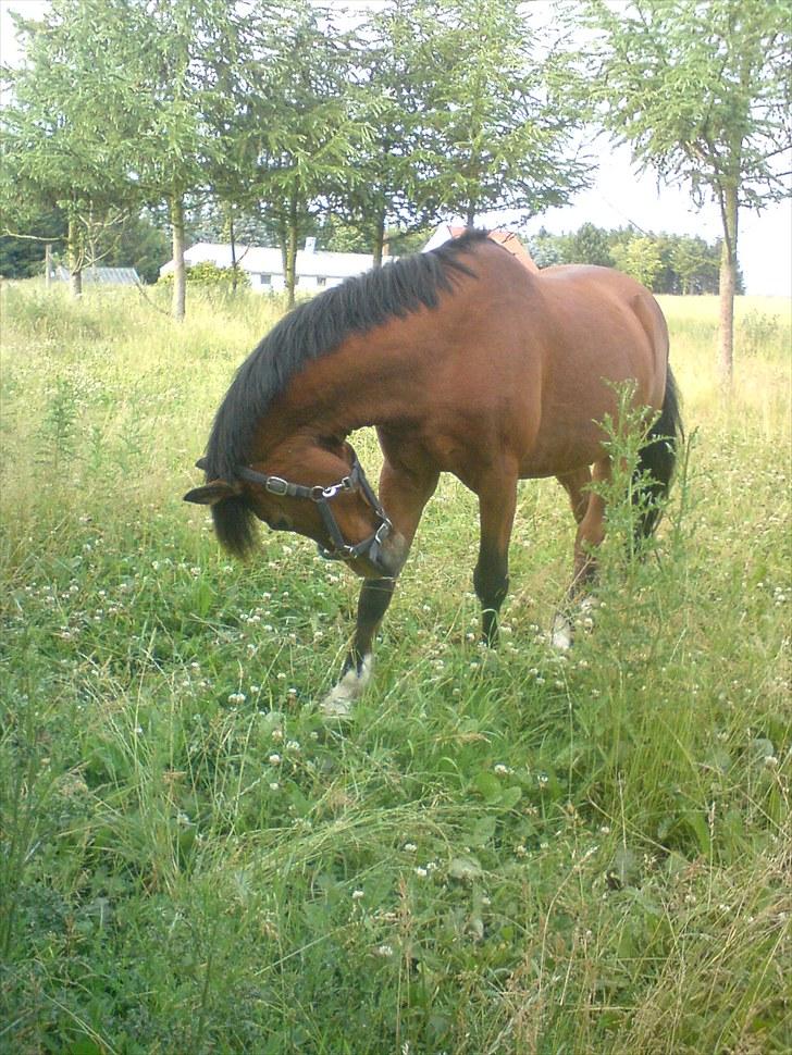 New Forest Oliver - iih Den bed ... sommergræs 08 billede 4