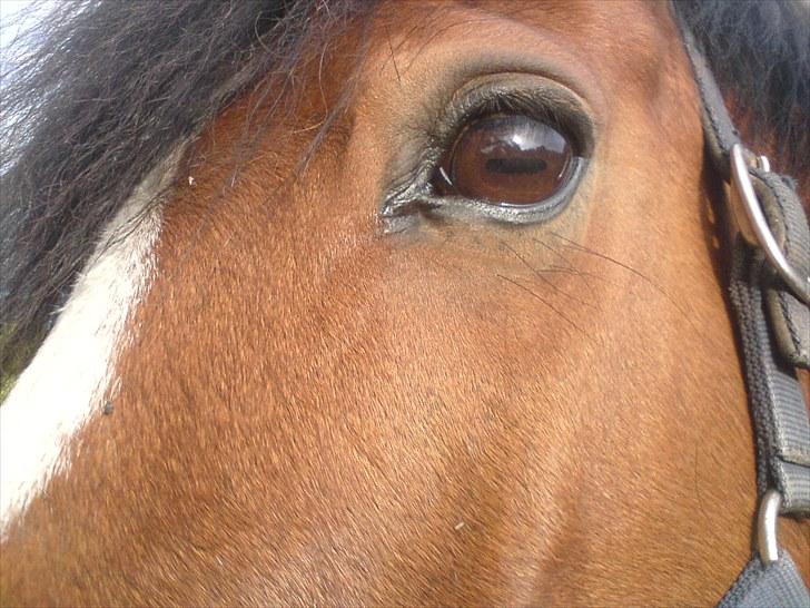 New Forest Oliver - Hvis jeg nu kommer HELT tæt på kan du så se mig?  billede 5