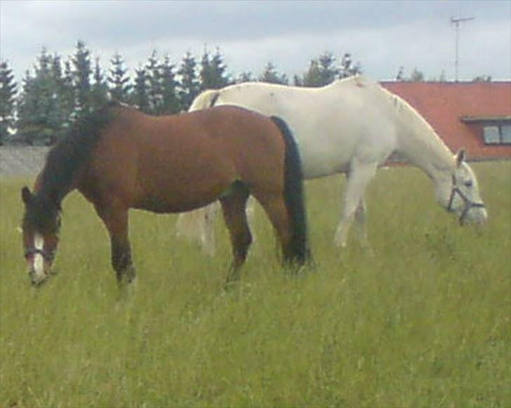 New Forest Oliver - Oliver og Lucky, R.I.P. Sommer græs 08 billede 6