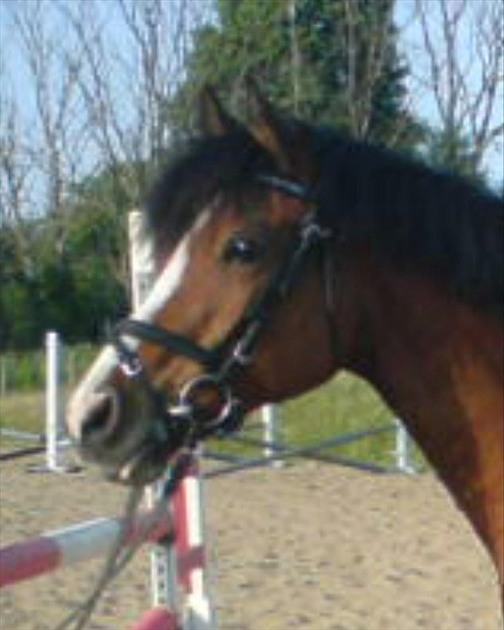 New Forest Oliver - Olivers hovede, smukt billede 7